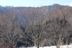 枯れ木も山の賑わい