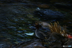 最近のわかいもんは