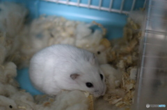 可愛いペット