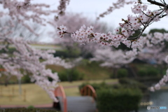 逢いに行きます