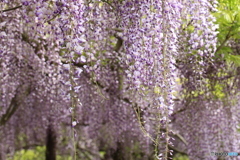 藤の花