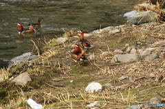 俺たちイケメン