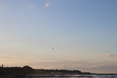 カモメの上のカモメ