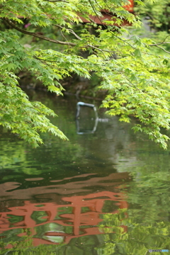 楓