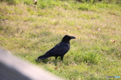 真っ黒