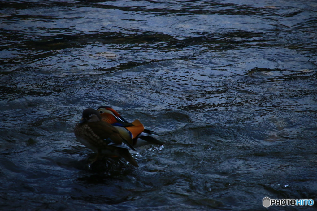 本当のおしどり夫婦