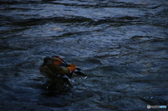 本当のおしどり夫婦