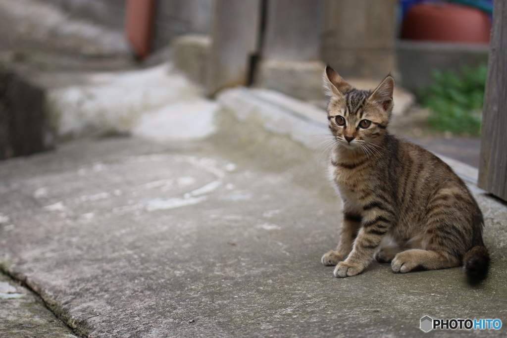 猫の居る日常