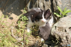 うしお