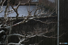 雨