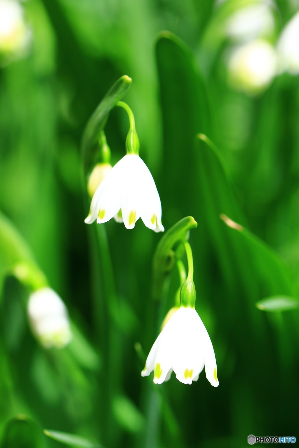 スタンドライト