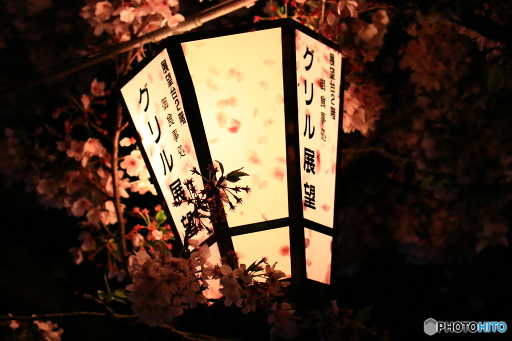 千光寺公園の提灯