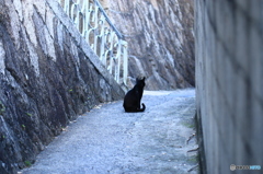 奥の黒猫