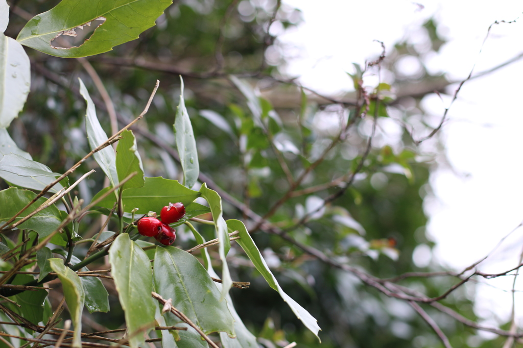赤い実