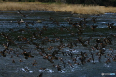 お世話になりました。