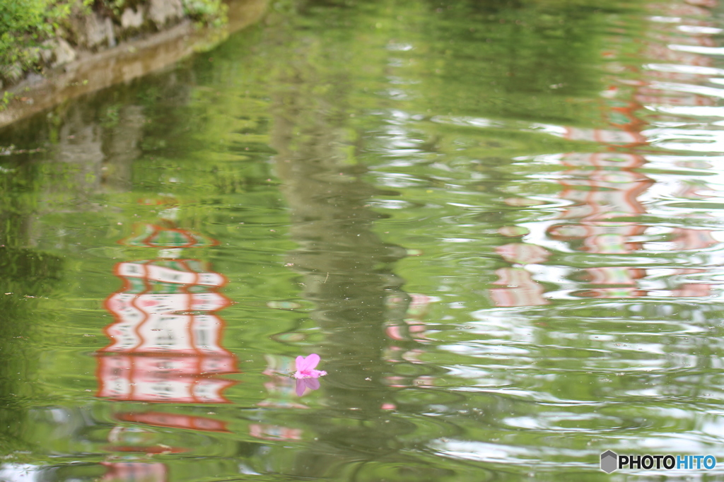 水面に漂う