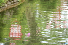 水面に漂う