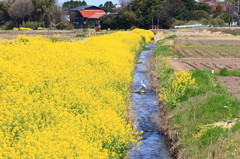 黄色い絨毯 黄色い絨毯