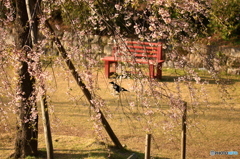 桜とカラス