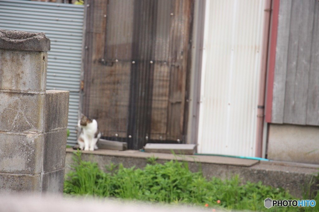 隅猫