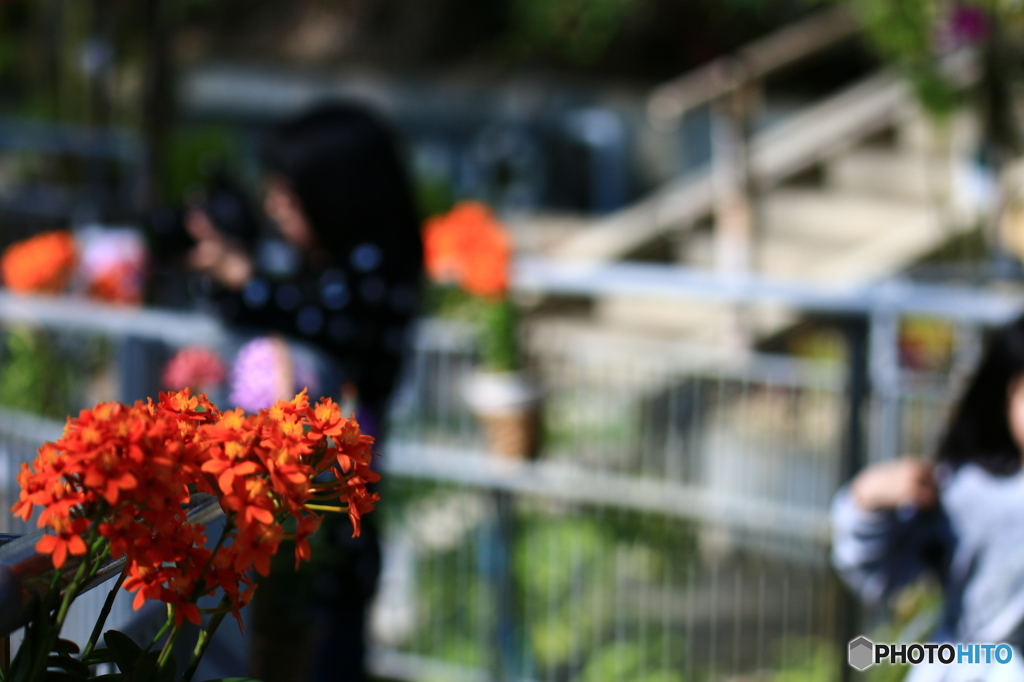 花と華2