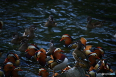 お前を一生幸せにする