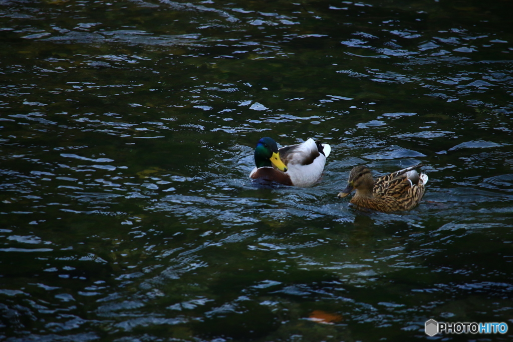 おしどり夫婦オシドリじゃないけど