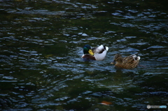 おしどり夫婦オシドリじゃないけど