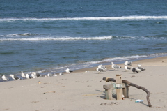 カモメ井戸端会議