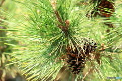 レーザービーム