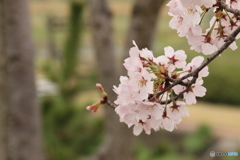 桜咲く