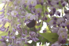 清輝