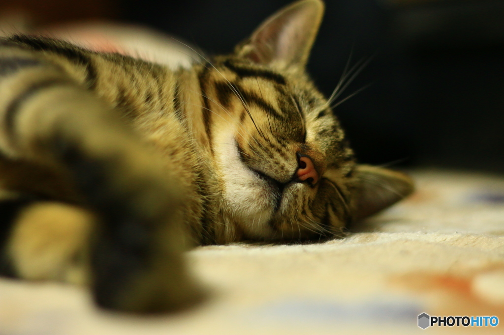 あぁ～きもちいいにゃん