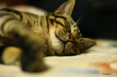 あぁ~きもちいいにゃん