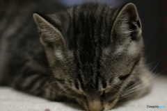 ごめんなさい。