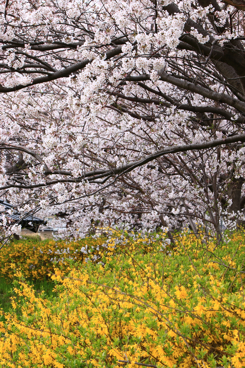 黄色と桃色の合唱