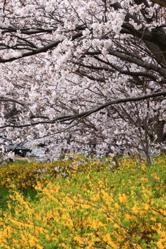 黄色と桃色の合唱