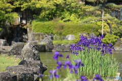 水辺に咲く