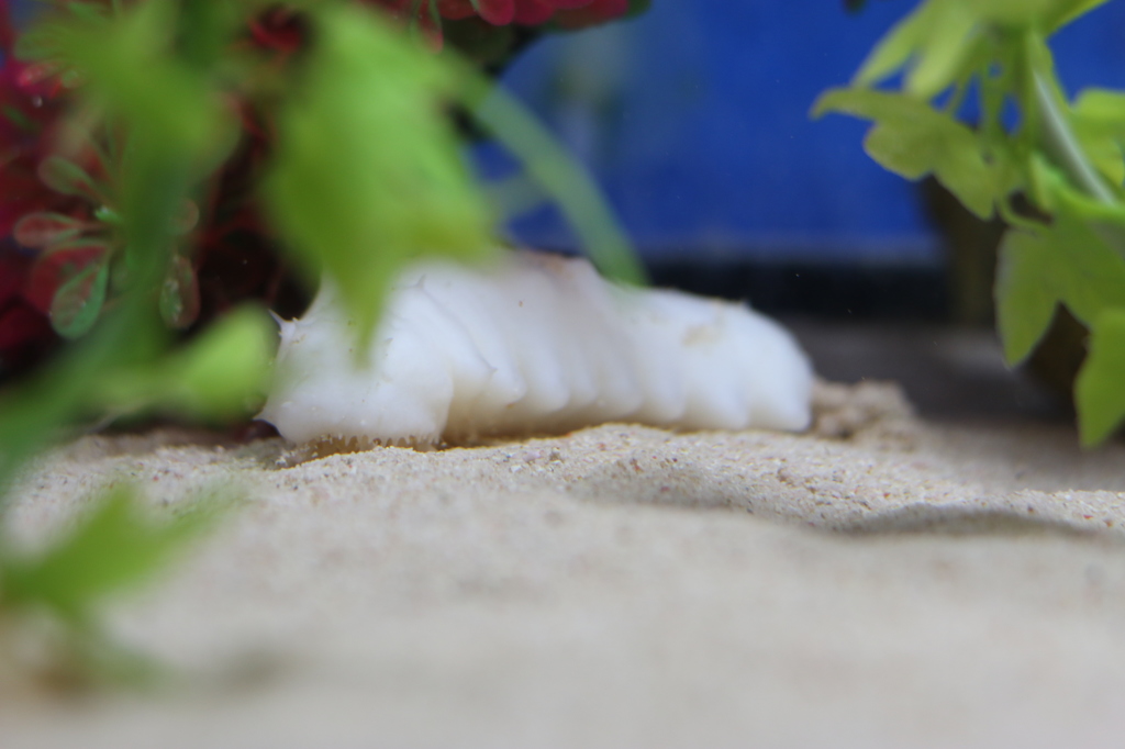幸せの白いナマコ