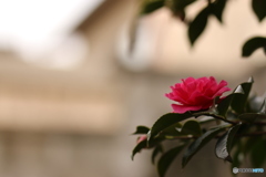椿