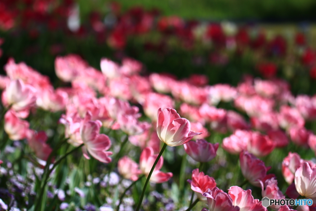 pink