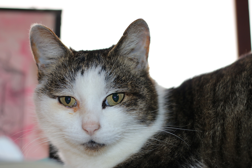 男前サスケさん