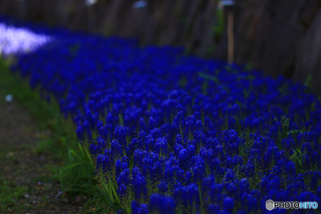 blue