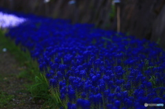 blue