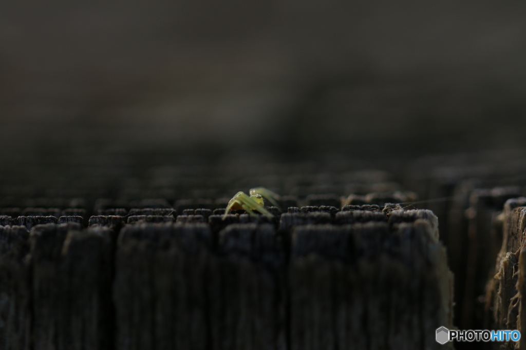 spider