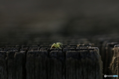 spider