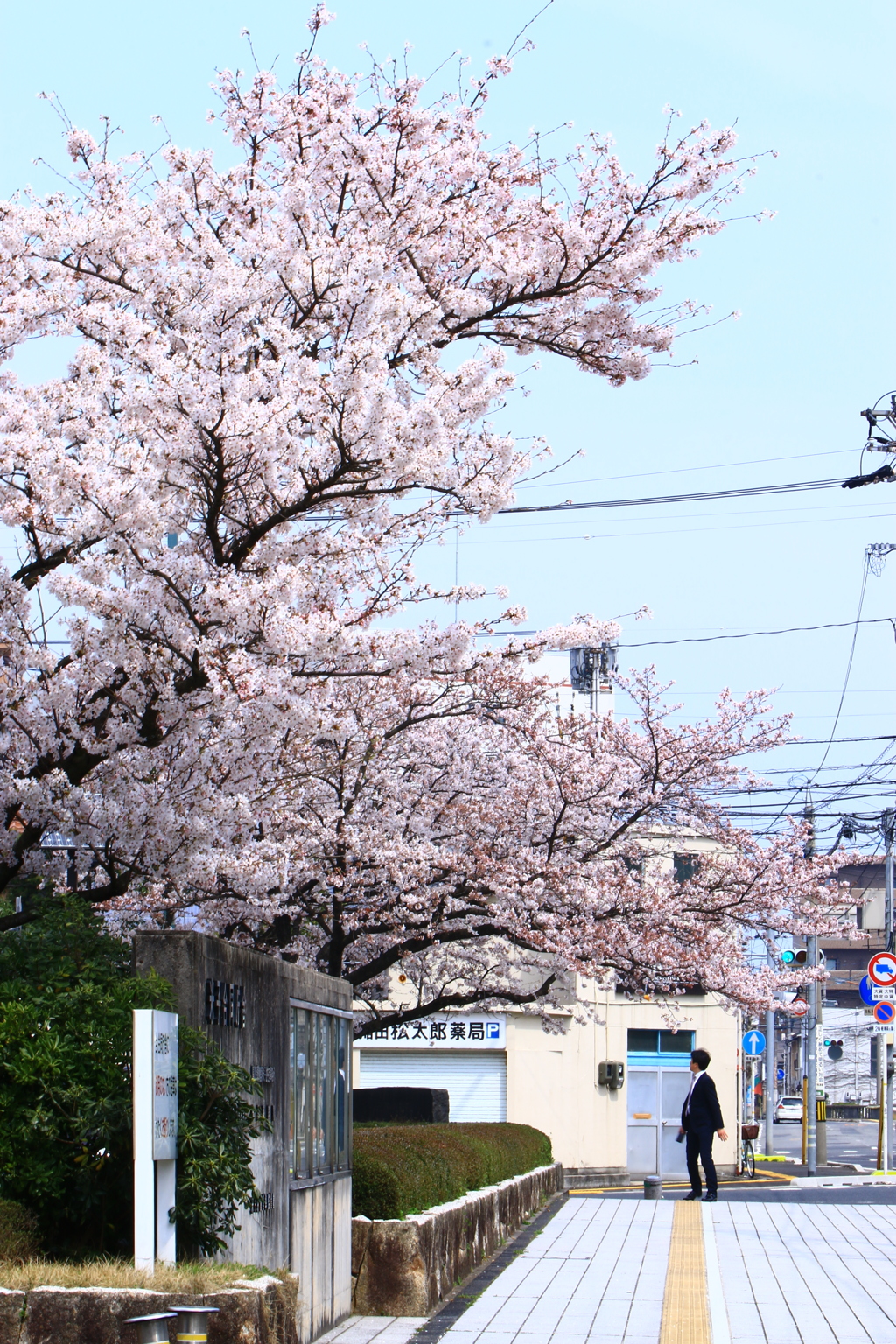 桜咲く