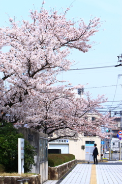 桜咲く