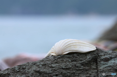 夏の思い出