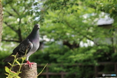 鷹みたいだろ